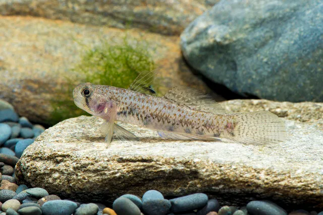 Nếu có thể, hãy mua từ các cửa hàng cá uy tín hoặc các trang web bán cá cảnh trực tuyến có bảo hành 