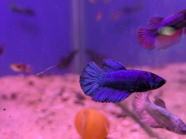 Những chú cá Betta này là loài cá ăn tạp, vì vậy chế độ dinh dưỡng đa dạng rất quan trọng.