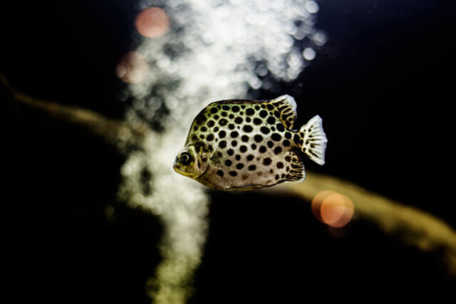 Những chú cá nâu nước ngọt cần môi trường nước có độ pH dao động từ 7.0 đến 8.0, với độ cứng và kiềm cao