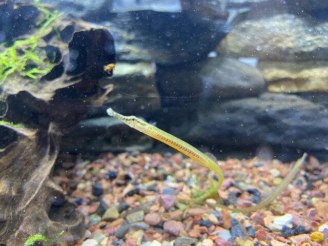 Những chú cá này sẽ cần đến một bể cá với không gian thoải mái để chúng có thể bơi lượn tự do