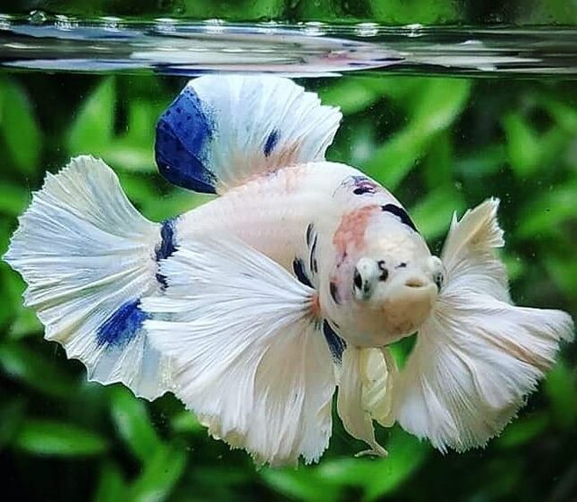 Những con Betta Dumbo đực thường có màu sắc rực rỡ hơn và vây của chúng dài và rộng hơn so với cá cái.