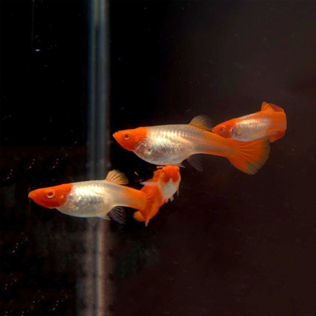 Những con cá bảy màu dòng Koi đỏ sẽ giúp bể cá nhà bạn trở nên thu hút hơn 