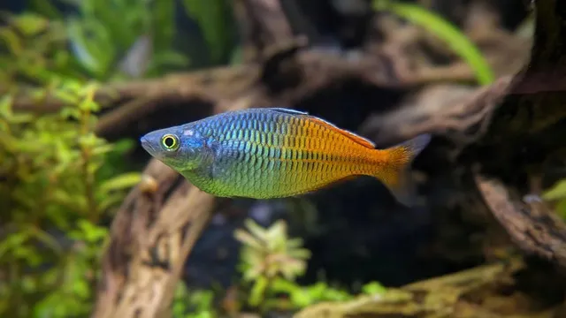 Những con cá khỏe mạnh thường có màu sắc cực kỳ sặc sỡ, với các vệt màu như cầu vồng chạy dọc cơ thể.