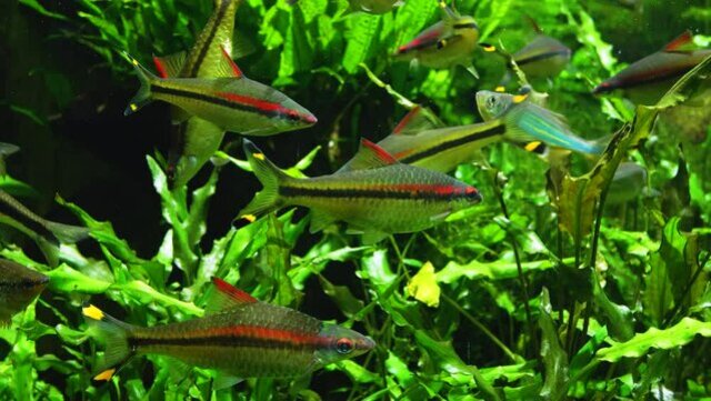 Những con cá khỏe mạnh thường có màu sắc rõ nét và đồng đều, trong khi các con yếu hoặc bị bệnh sẽ có màu sắc nhạt hơn