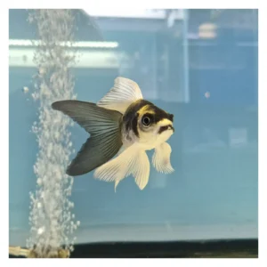 Những con cá khỏe mạnh thường có thân hình mượt mà, vảy sáng bóng và màu sắc rõ rệt