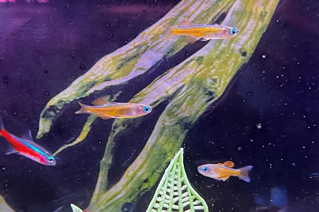 Những con cá này cũng cần được nuôi theo đàn ít nhất 5-6 con để chúng cảm thấy an toàn và giảm căng thẳng
