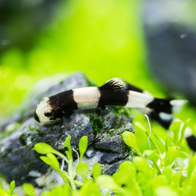 Những con cá này thường rất thích ánh sáng nhẹ nhàng, không quá mạnh