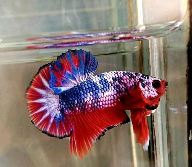 Nước trong bể cần phải sạch sẽ và ổn định, có nhiệt độ trong khoảng từ 24-28°C để giúp cá phát triển tốt nhất