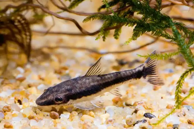 Otto thích những nơi có nhiều tảo và màng sinh học để gặm nhấm, vì vậy việc trồng cây thủy sinh trong bể cá là rất quan trọng.