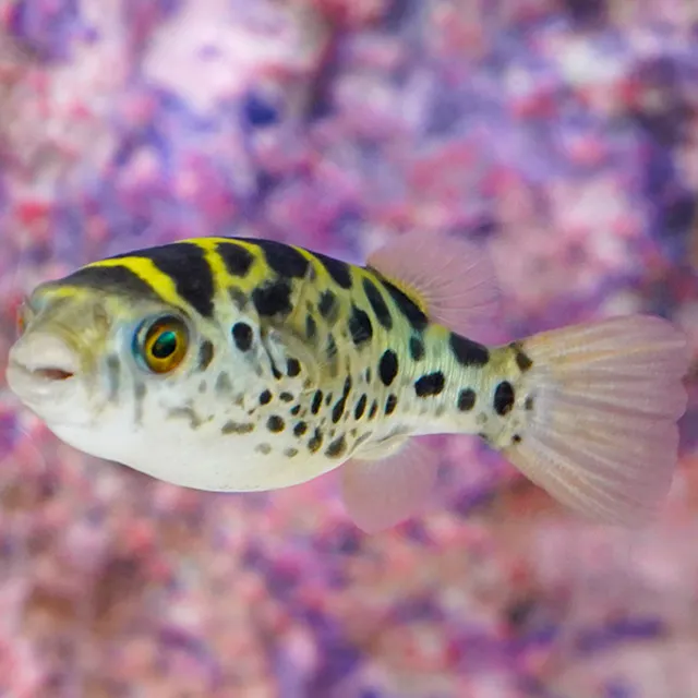 Phần thân trên của chúng có màu xanh lá cây nổi bật với những đốm đen lớn