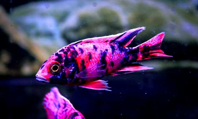 Sau khi cá cái mang thai, chuyển cá vào bể đẻ riêng và theo dõi quá trình sinh sản.