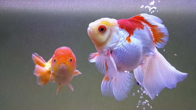 Sau khi đẻ trứng, cá cái và đực cần được tách riêng để tránh ăn trứng