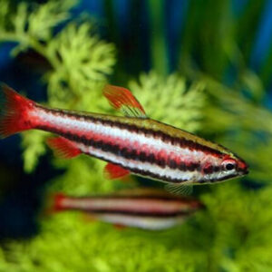 Thay nước 20–30% mỗi tuần giúp duy trì bể cá sạch sẽ và tạo môi trường sống lý tưởng cho cá bút chì đỏ.