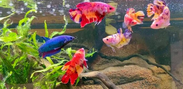 Thay nước định kỳ mỗi tuần để loại bỏ chất thải và phòng bệnh khi nuôi cá Betta 