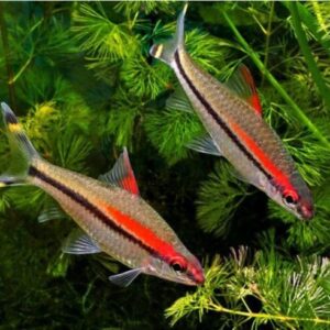 Thỉnh thoảng, bạn cũng có thể cho cá ăn những loại thức ăn khác như tôm tép nhỏ, các loại ốc nhỏ