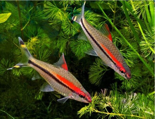 Thỉnh thoảng, bạn cũng có thể cho cá ăn những loại thức ăn khác như tôm tép nhỏ, các loại ốc nhỏ