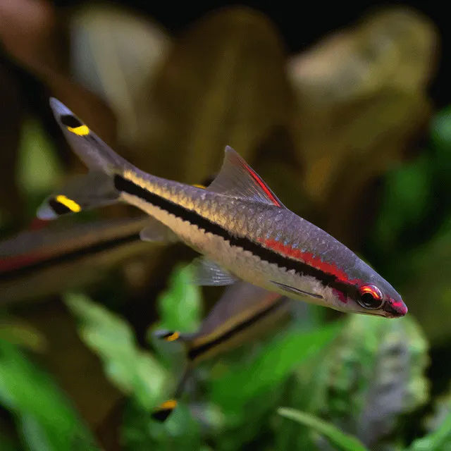 Thức ăn tươi sống là một phần quan trọng trong chế độ dinh dưỡng của cá