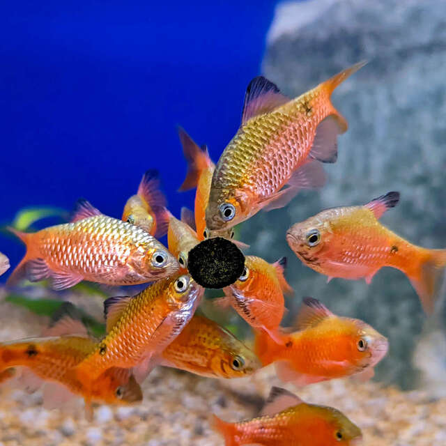 Thức ăn viên dành cho cá cảnh là nguồn dinh dưỡng chính cho cá