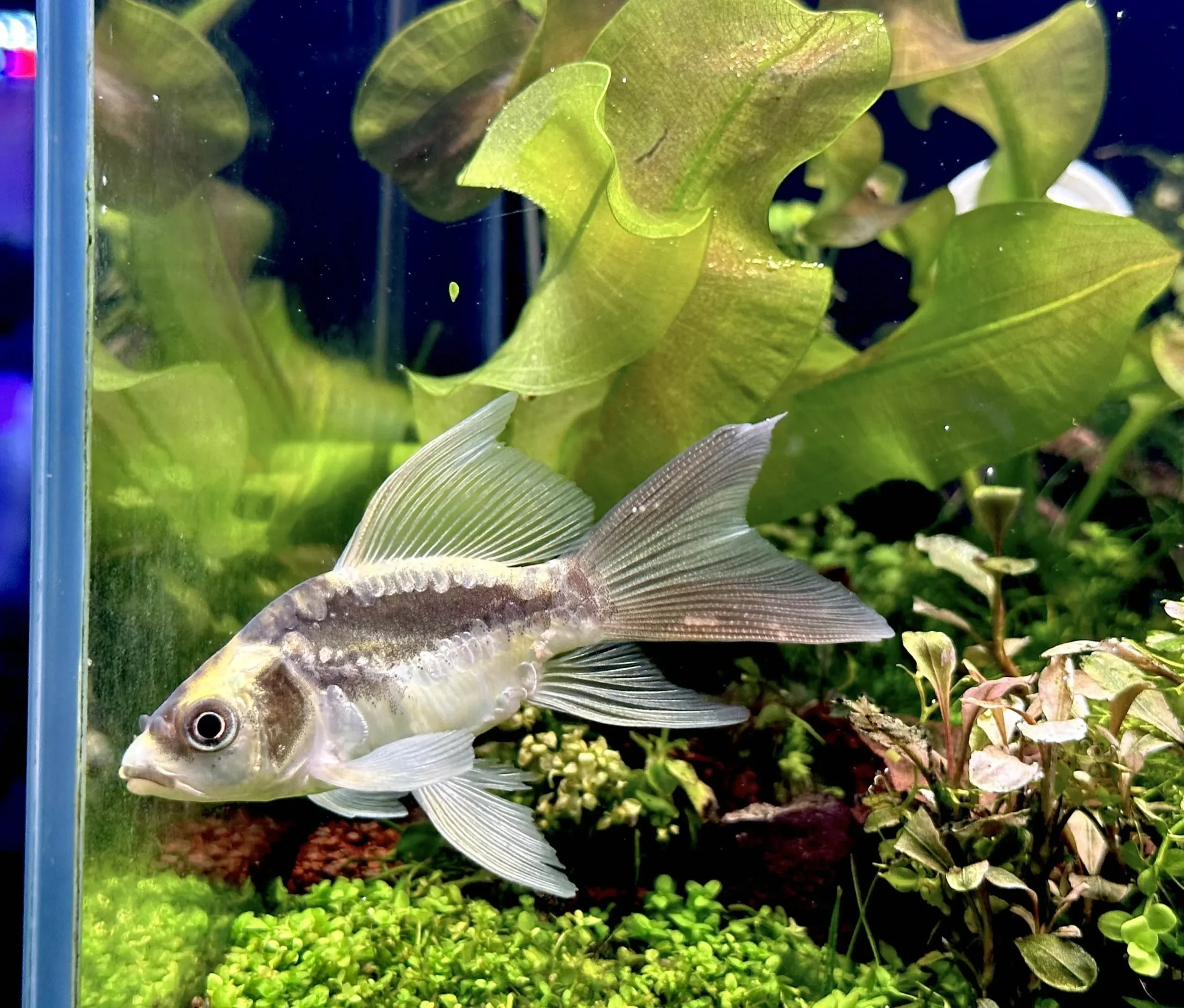 Thực phẩm chính của cá chép bao gồm thức ăn dạng viên chuyên dụng cho cá cảnh, tảo, côn trùng nhỏ như giun đỏ