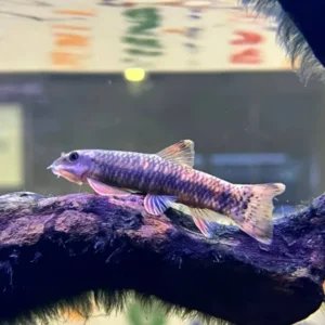 Tìm mua cá Garra cực chất lượng tại DauAquarium 