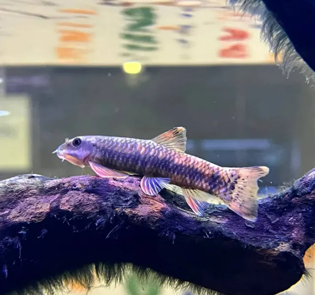 Tìm mua cá Garra cực chất lượng tại DauAquarium