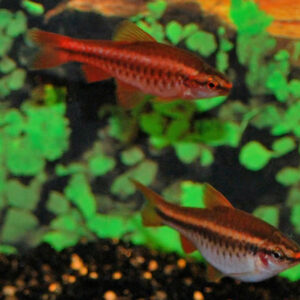 Trước khi cá sinh sản, bạn nên tăng nhiệt độ nước lên một chút để kích thích chúng