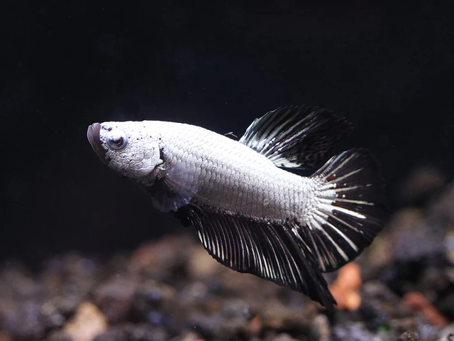 Vây đuôi của Betta Rồng Đen là một trong những điểm đáng chú ý nhất, với độ rộng lớn và dài tạo thành hình bán nguyệt khi cá di chuyển.