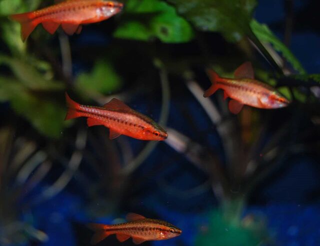 Về hành vi, đây là loài cá rất hiền lành và sống theo đàn.