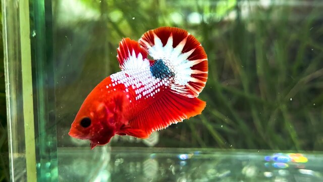 Vê kích thước tiêu chuẩn, những con cá này có thể phát triển chiều dài từ 5 – 7 cm, với thân hình mảnh khảnh nhưng vô cùng uyển chuyển khi bơi lội trong nước.