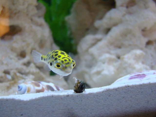 Vì Cá nó rất nhạy cảm với chất gây ô nhiễm, nên việc duy trì chất lượng nước là điều vô cùng quan trọng