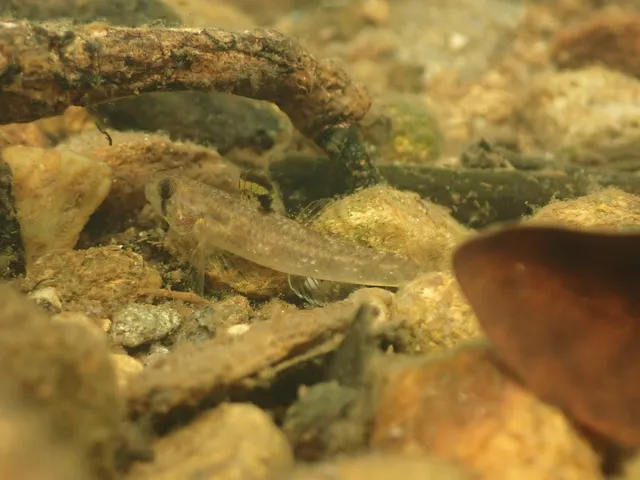 Vì cá bống thường có dạ dày nhỏ, bạn nên chia nhỏ bữa ăn 