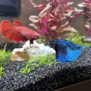 Việc chọn lựa cá mái khỏe mạnh là vô cùng quan trọng khi lai tạo cá Betta 