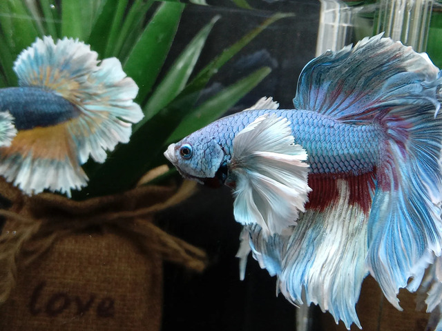 Việc duy trì một bể cá sạch sẽ là rất quan trọng để đảm bảo sức khỏe cho cá Betta Halfmoon