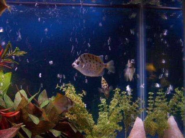 Việc duy trì một chế độ ăn uống đa dạng và đầy đủ sẽ giúp cá khỏe mạnh, phát triển tốt và giữ được màu sắc đẹp mắt trong suốt quá trình nuôi dưỡng.