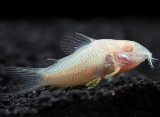 Việc nuôi cá chuột sẽ giúp duy trì một môi trường sống sạch sẽ và giảm thiểu các chất thải trong bể