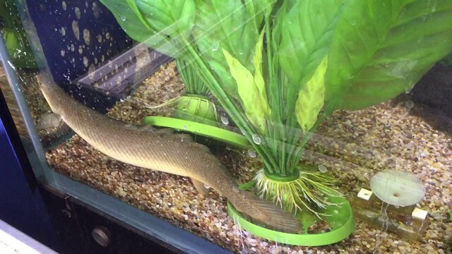 Việc  thay nước định kỳ và kiểm tra chất lượng nước trong bể là rất quan trọng để ngăn ngừa các bệnh về hệ hô hấp hoặc đường ruột cho cá.