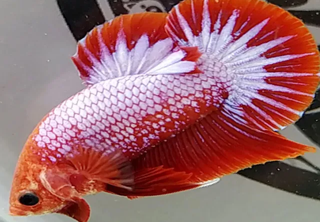 Việc thay nước thường xuyên và làm vệ sinh bể cá là cần thiết để giữ cho cá không mắc phải các bệnh về da hay vây