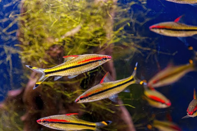 Với cơ thể thanh thoát và vây đuôi dài, cá hồng mi có thể di chuyển nhẹ nhàng, tạo ra những chuyển động duyên dáng trong bể