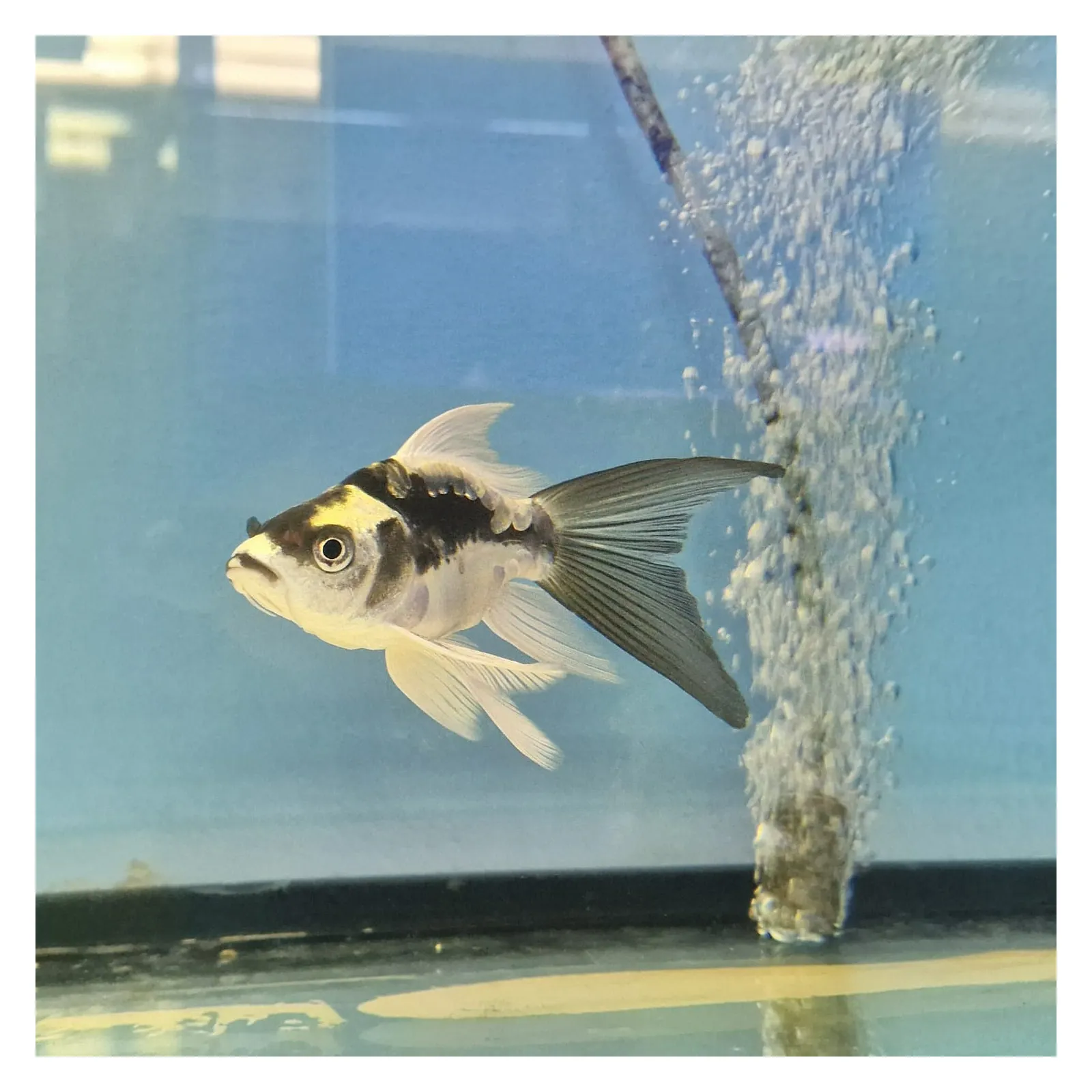 Với khả năng thích nghi cao, giống cá này cũng có thể sống trong các bể cá có điều kiện nước khác nhau, từ nước ngọt đến nước mặn.