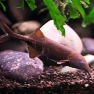 Với kích thước trưởng thành khoảng hơn 20cm, loài cá này cần một không gian bể rộng rãi để bơi lội tự do