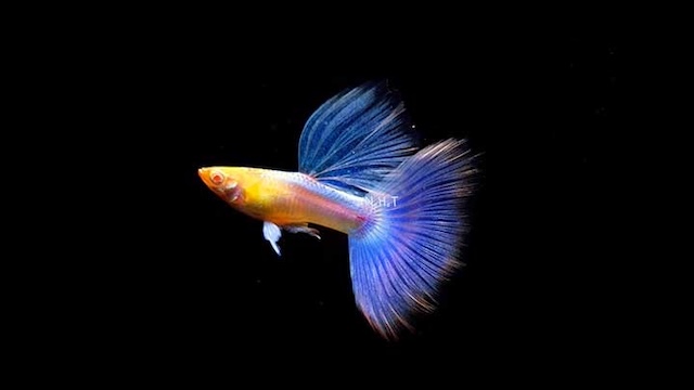 Cá Blue Topaz là gì?