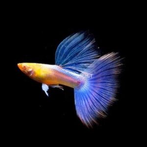 Cá Blue Topaz là gì?