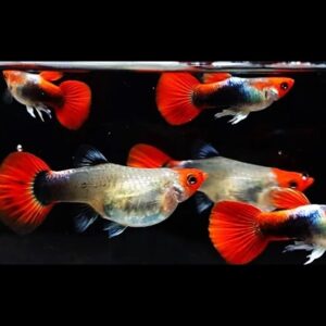 Cá 7 Màu Koi Đen là gì?