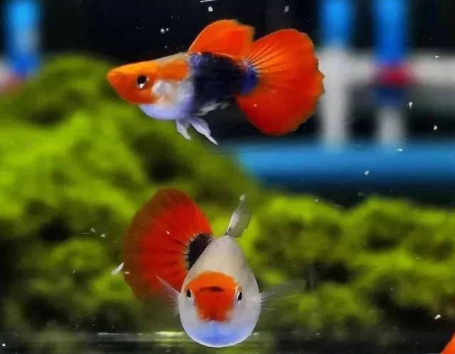 Điều kiện môi trường lý tưởng