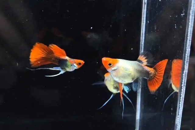 Thức ăn và chế độ dinh dưỡng cho Koi Đen