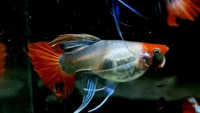 Kỹ thuật chăm sóc hằng ngày