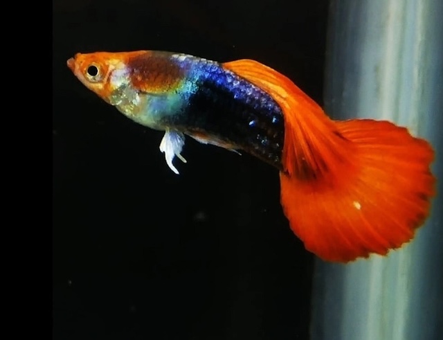 Sinh sản và nhân giống