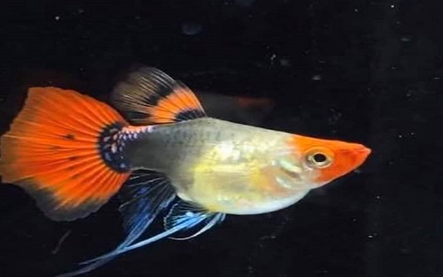 Bệnh thường gặp và biện pháp phòng tránh