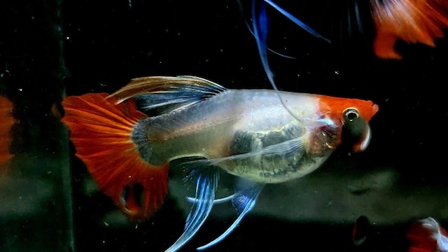 Mua cá 7 màu koi đen và giá