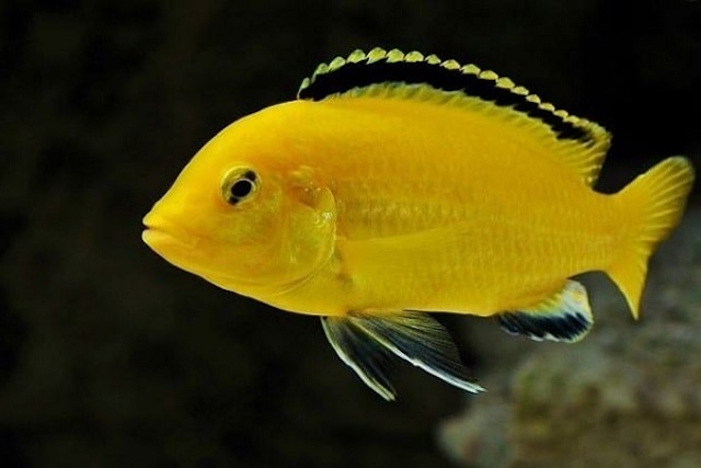 Phân loại và nguồn gốc